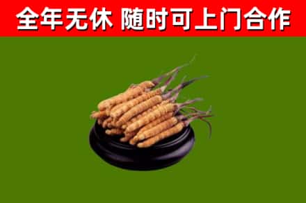 兴安县回收散虫草