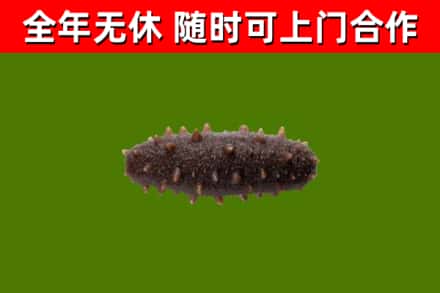 兴安县回收海参干